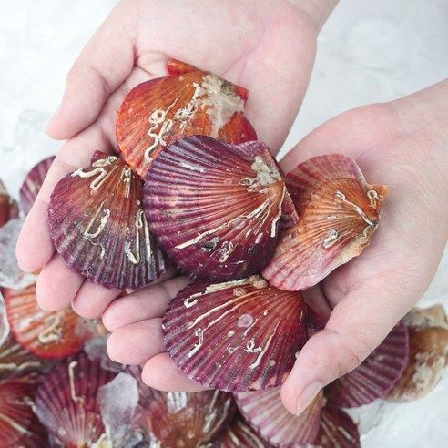 싱싱하고 맛있는 통영산 비단가리비