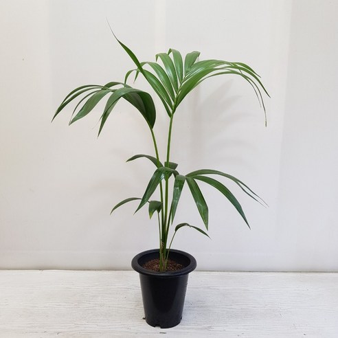 "혹시, 집 안에 초록빛 생기를 불어넣고 싶으신가요? 겐차야자가 답이 될 수 있어요!" 겐차야자