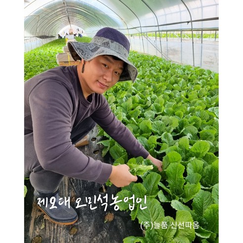 신선따옴 무배 적상추 1/2/4kg, 1개