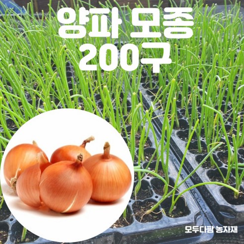 모두다팜 양파 모종 200구 – 카타마루 저장용 황양파 및 적양파 씨앗 
원예/가드닝