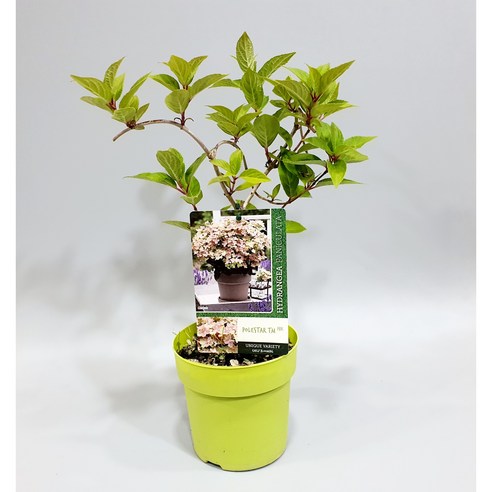 향긋한 라일락 향을 품은 정원의 보석, 폴스타 향수국