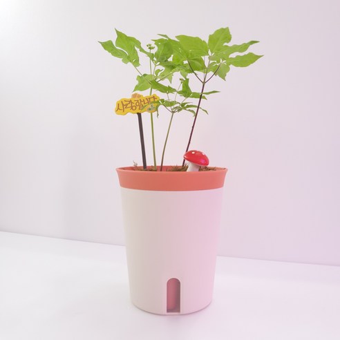 자동급수화분 새싹인삼 키우기 화분 키트 세트 원예체험 교육용 학교 유치원 텃밭, 새싹인삼키우기세트1+1