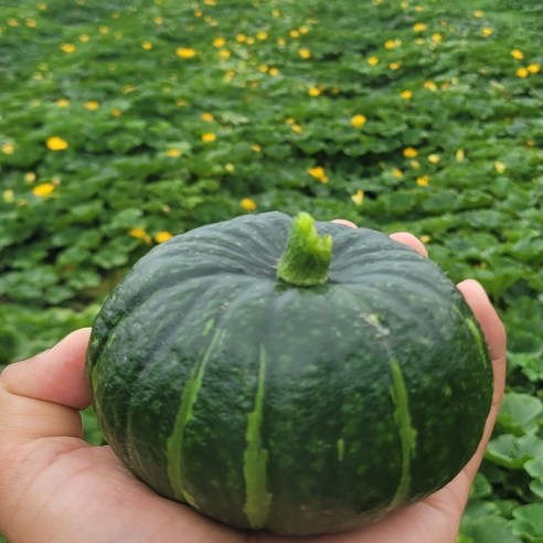 달달한 제주밤호박 보우짱 밤호박 로얄과, 1박스, 3kg 내외