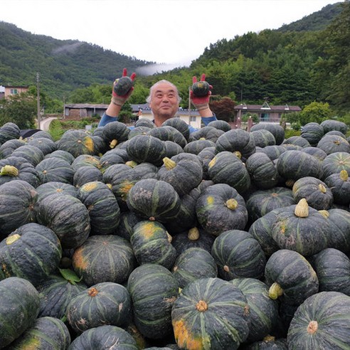 함평 세척 미니 밤호박 보우짱, 1개, 1kg 2~3과