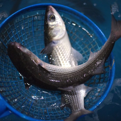 봄 제철, 남해안 자연산 숭어회로 즐기는 미식 경험