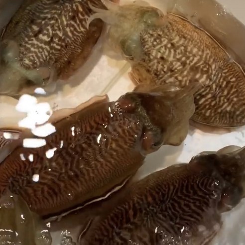 제주 자연산 갑오징어 급냉 손질 600g, 1박스, 갑오징어 600g x 2팩
