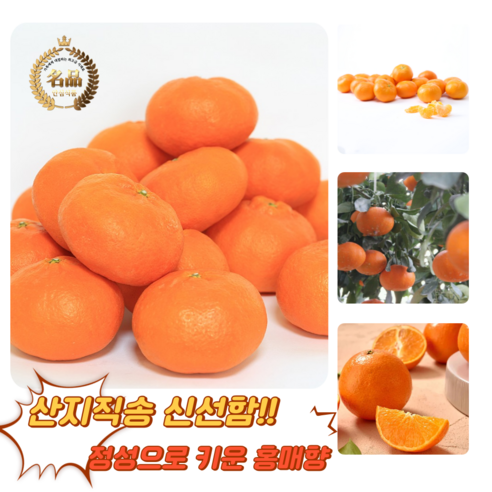 [굿피플] 홍매향 제주홍매향 홍미향 썬레드 홍미향귤 레드향 귤, 1박스, 홍매향 3kg중과(24-36과)