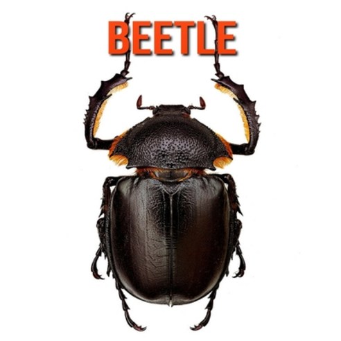 Beetle: Fun Learning Facts About Beetle Paperback, Independently Published, English, 9798693967779