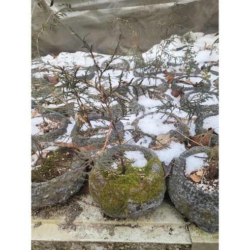 제주의 숨결을 담은 미니 돌화분으로 일상에 작은 행복을 더하세요