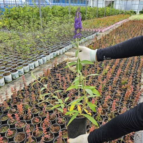 아도니스블루 부들레야: 좁은 공간에 푸른 행복을 더하세요.