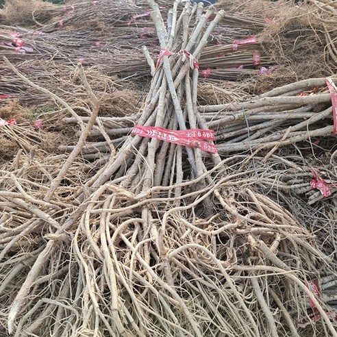 내 손으로 키운 참두릅, 봄의 향기를 식탁으로!