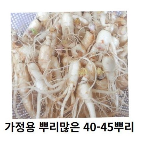 인삼 수삼 세척인삼 작은인삼뿌리 30-40뿌리 인삼파삼 못난이인삼 세척수삼 인삼가정용, 500g 30-40뿌리세척 (0) +못난이대추(30g)