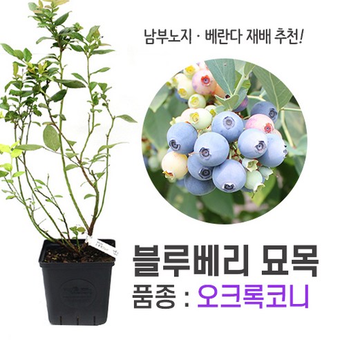 깨비농장 블루베리 나무 묘목 재배 키우기 (품종: 오크록코니), 오코록코니, 1개