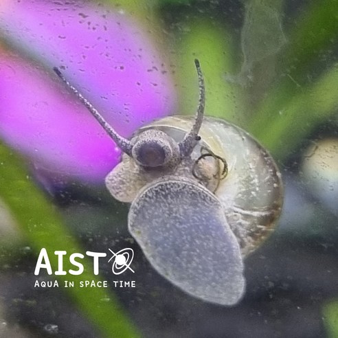 어항 관리, 이제 힘들게 닦지 마세요! 토종 우렁이 한 마리가 가져다 줄 놀라운 변화 관상어 어항 관리, 이제 힘들게 닦지 마세요! 토종 우렁이 한 마리가 가져다 줄 놀라운 변화 관상어