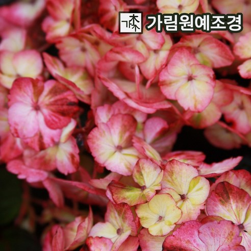 산수국나무 프레지오사 P9포트 개화주 묘목 3개 세트, 가림원예조경 산수국나무 프레지오사 P9포트 개화주 묘목 3개 세트, 가림원예조경
