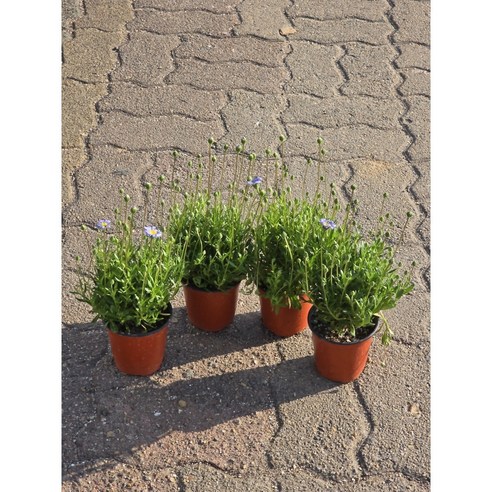 페르시아블루데이지로 삭막한 공간에 나만의 작은 정원을!