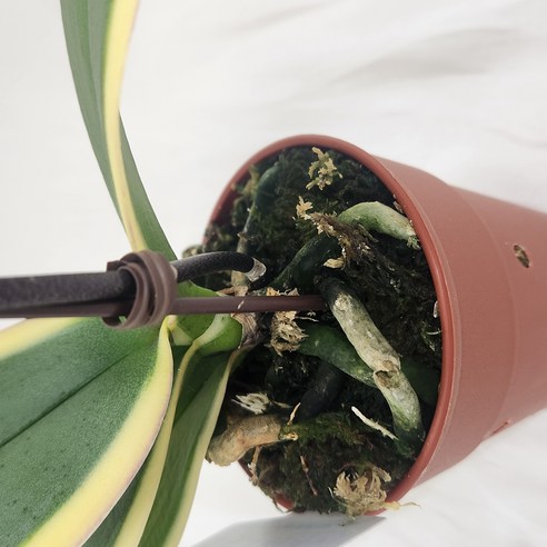 황금빛 행운을 집안에! 초보도 쉽게 키우는 미니 호접란 황금무늬루비