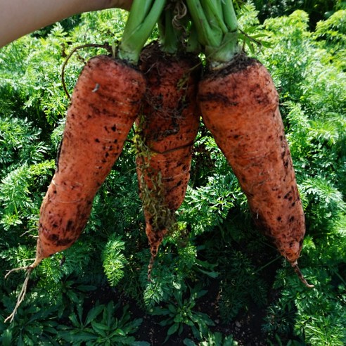 제주 구좌 당근: 건강과 맛의 향연