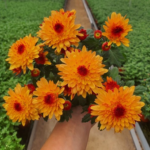 [무지개/색상선택17종] 가드닝 국화 (꽃크기 6cm 소국 화분), 1개, 23. 주황투톤 겹꽃(크리스탈 브론즈바이컬러)