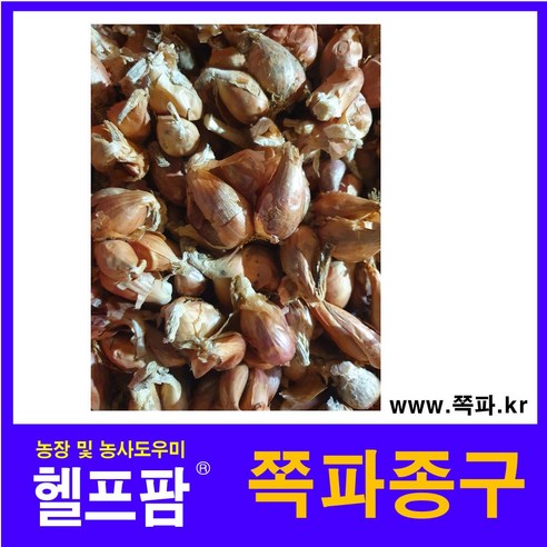 헬프팜 쪽파종구 300g 쪽파씨 쪽파 대량구매상담, 1개