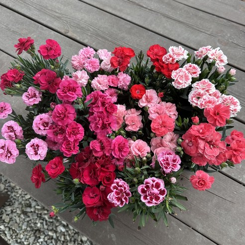 어버이날, 흔한 카네이션은 싫다면? 향긋한 붉은 계열 카네이션 3종 세트로 특별함을 선물하세요! 향카네이션