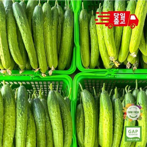 GAP 인증 백다다기오이 오이지용 백오이(상) 2kg 3kg 5kg 10kg [원산지:국산(강원도 춘천시)], 35개, 7kg