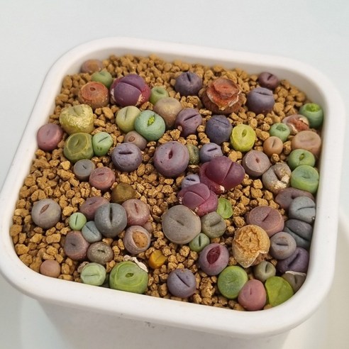 리톱스로 삭막한 일상에 숨 쉬는 즐거움을 더하세요!