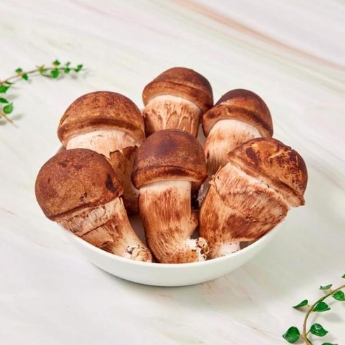 (농가직송) 1등급 생참송이 버섯 500g 백향고농원