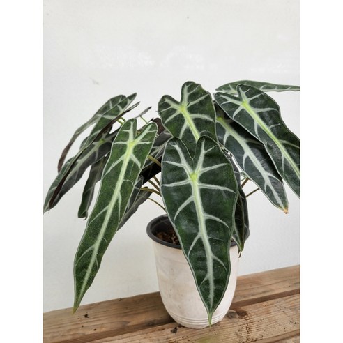 플랜테리어 거북알로카시아 중품 30~50cm - 풀/난초