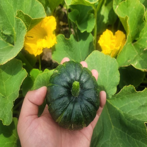 탐라인 제주 제철 미니 단호박 밤호박 보우짱 2kg 중상품, 1박스