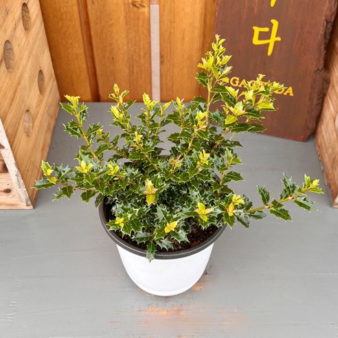 가꾸다 미니은목서(중품) Osmanthus heterophyllus 'Kaori hime' 애기 구골목서, 1개