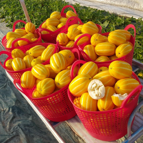 성주산지직송!! 성주 꿀 참외 /3kg, 5kg, 10kg 혼합과