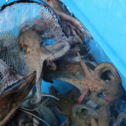 [새벽조업] 통영 자연산 생물 돌문어 1kg (2-4미) 통영문어