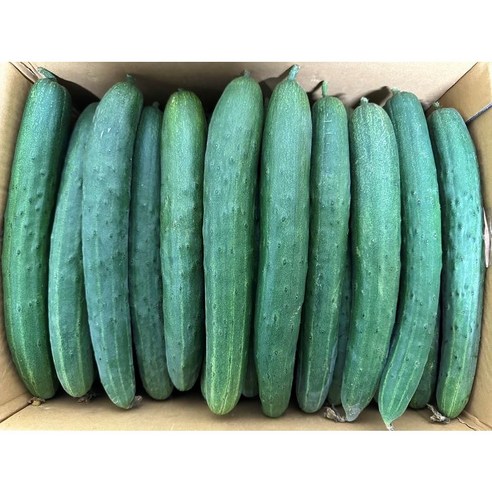 백광농장 국내산 취청오이(상) 2kg 5kg 10kg, 1개