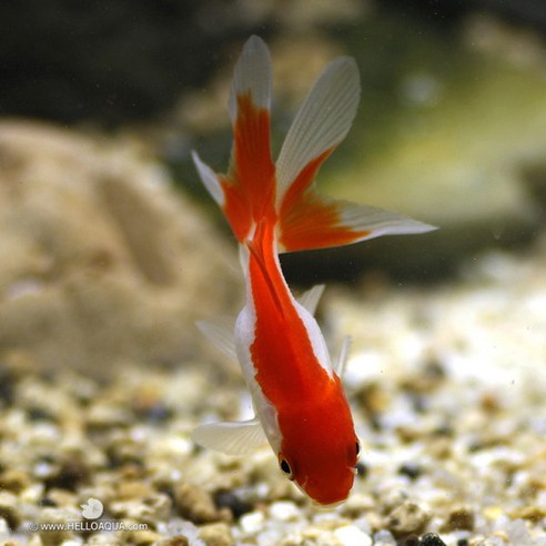 [헬로아쿠아] 금붕어(소) 몸통 3cm전후 5마리(랜덤발송), 상세 설명 참조 
관상어 용품
 Best Top5