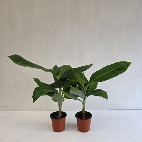 삭막한 내 방에 생기를 불어넣는 마법, 바나나 나무 이야기 바나나나무