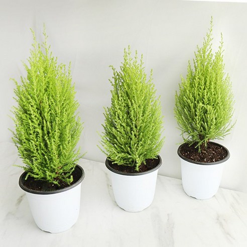 싱그러운 초록빛 행복, 갑조네 율마로 일상에 생기를 더하세요