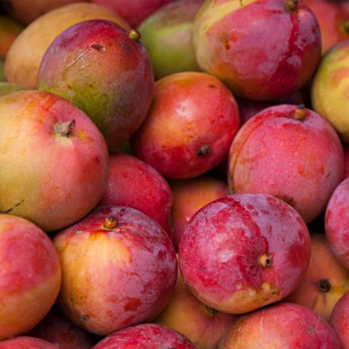 제주 햇살 품은 달콤함, 미니 애플망고의 특별한 만남