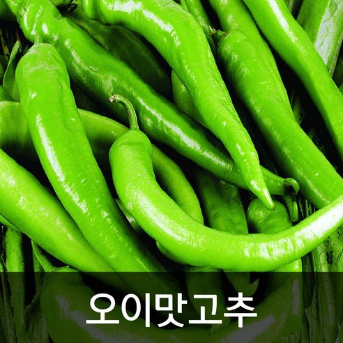 약수농장 오이맛고추 10kg, 1박스, 10kg(상) 약수농장 오이맛고추 10kg, 1박스, 10kg(상)