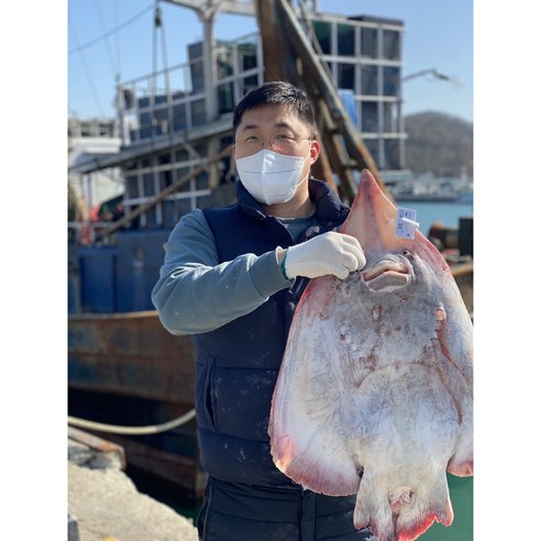 국산홍어 흑산도홍어 500g 1kg 홍어애 서비스 저온숙성 삭힌 삼합용, 국내산홍어 1kg﻿(+홍어애), 중간삭힘