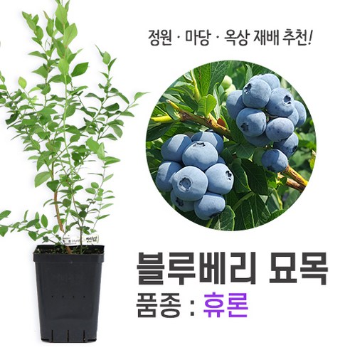 깨비농장 블루베리 나무 묘목 재배 키우기 (품종: 휴론), 휴론, 1개