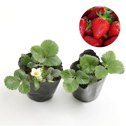 향긋한 딸기 정원을 내 손안에: 갑조네 딸기모종으로 시작하는 달콤한 여정 딸기모종