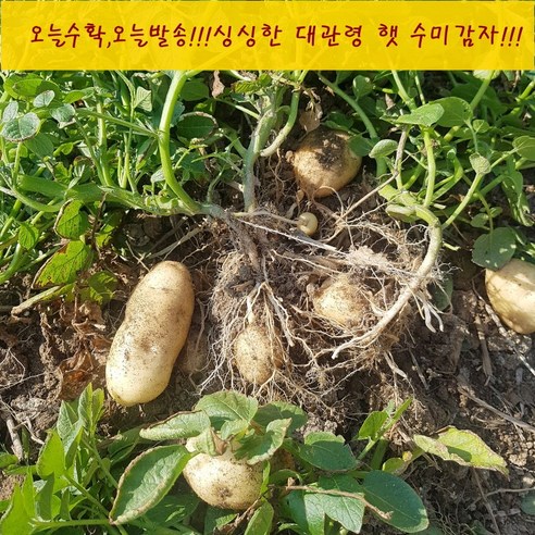 대관령 햇감자 대(80-120g) 알고보니 진짜배기, 3kg, 1개