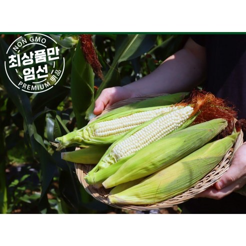 강원도에서 왔자니 미백 찰옥수수 덤2개 증정, 20개