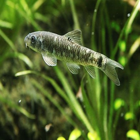 작지만 강렬한 행복, 닥터피쉬 가라루파와의 특별한 만남 닥터피쉬