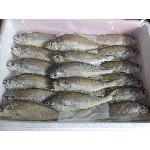 국산 참조기 특대 굴비 120g 10미와 반건조생선 120g내외 5미세트 부세조기 국산 참조기 특대 굴비 120g 10미와 반건조생선 120g내외 5미세트 부세조기