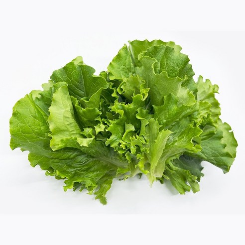 풍월마루 초신선 청 상추 1000g, 1개