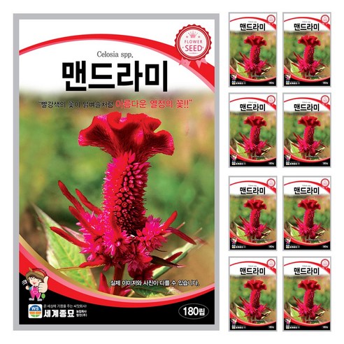 맨드라미 씨앗 꽃씨 180립 세계종묘 꽃씨앗 모칸도, 1개