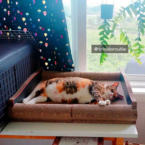 반려묘의 행복을 위한 완벽한 선택