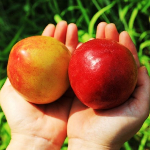 [국대과일촌] 자두 새콤 달콤한 후무사 추희 왕 수박자두 1kg 2kg 산지직송, 1개, 햇노지 후무사자두 2kg(중과)